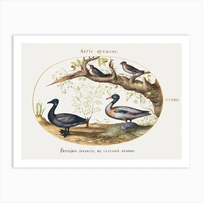 A Pair Of Bohemian Waxwings, Shelduck, And Brant Goose With A Ginger Plant (1575 1580), Joris Hoefnagel Art Print by Fy! Classic Art Prints and Posters