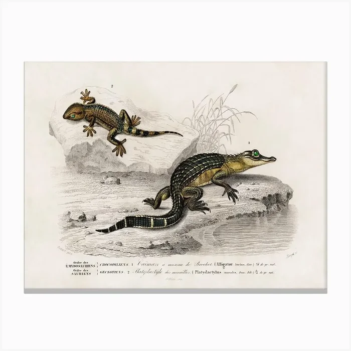 Alligator And Lilford Swall Lizard, Charles Dessalines D’Orbigny Canvas Print by Fy! Classic Art Prints and Posters