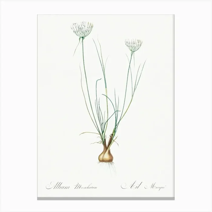 Allium Moschatum Illustration From Les Liliacées (1805), Pierre Joseph Redoute Canvas Print by Fy! Classic Art Prints and Posters
