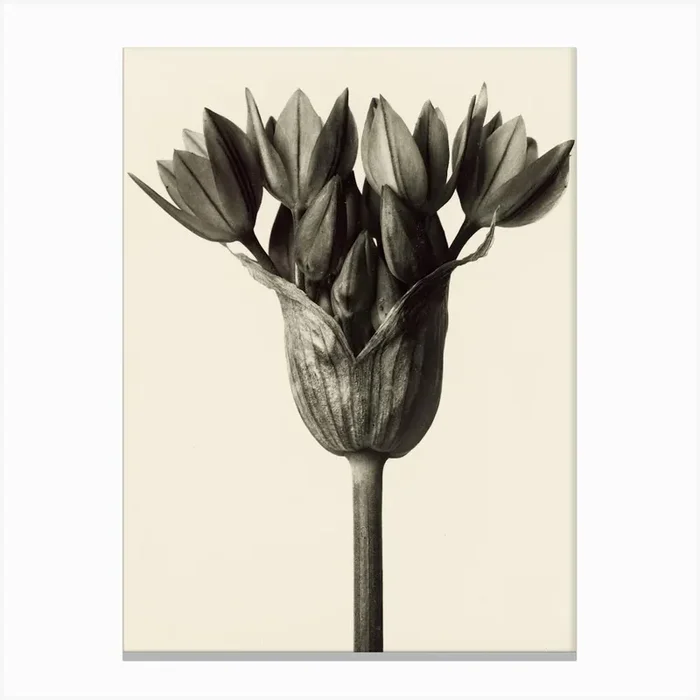Allium Ostrowskianum, Knoblauchpflanz, Karl Blossfeldt Canvas Print by Fy! Classic Art Prints and Posters