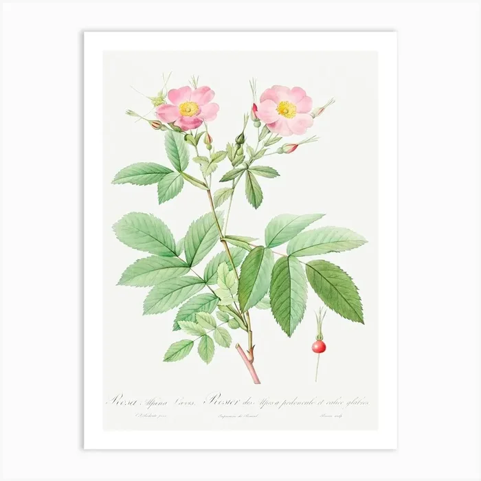 Alpine Rose, Pierre Joseph Redoute 2 Art Print by Fy! Classic Art Prints and Posters