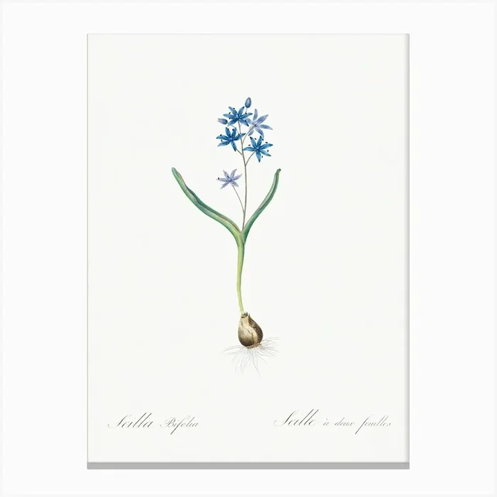 Alpine Squill Illustration From Les Liliacées (1805), Pierre Joseph Redoute Canvas Print by Fy! Classic Art Prints and Posters