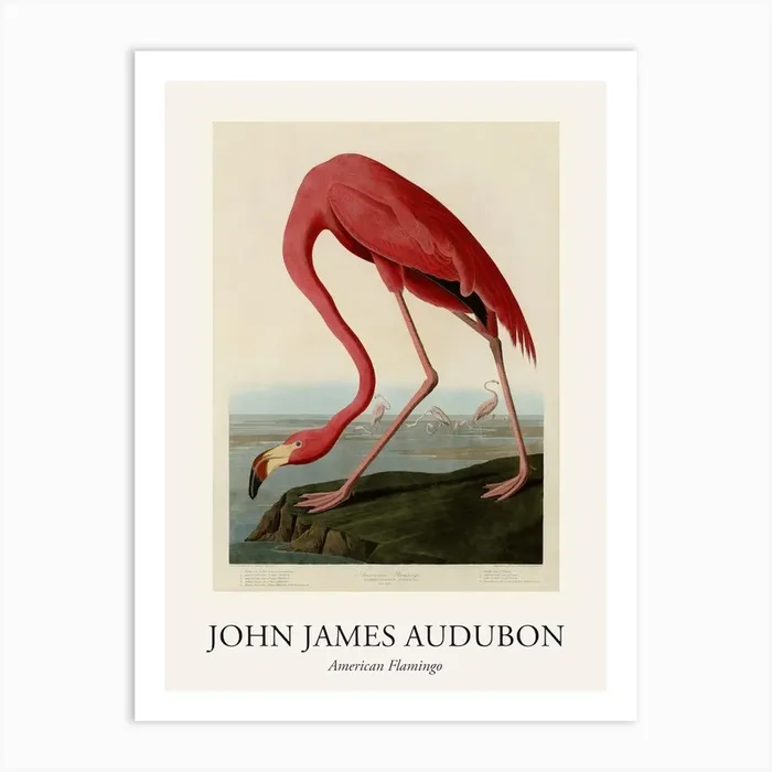American Flamingo Poster Art Print by Fy! Classic Art Prints and Posters