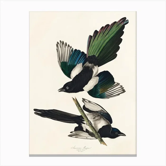 American Magpie 1, Birds Of America, John James Audubon Canvas Print by Fy! Classic Art Prints and Posters
