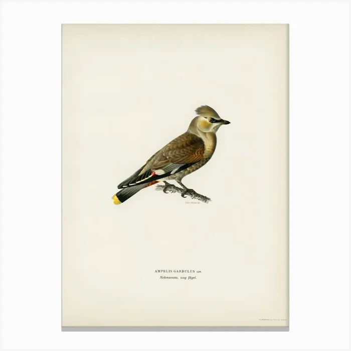 Ampelis Garrulus, The Von Wright Brothers Canvas Print by Fy! Classic Art Prints and Posters
