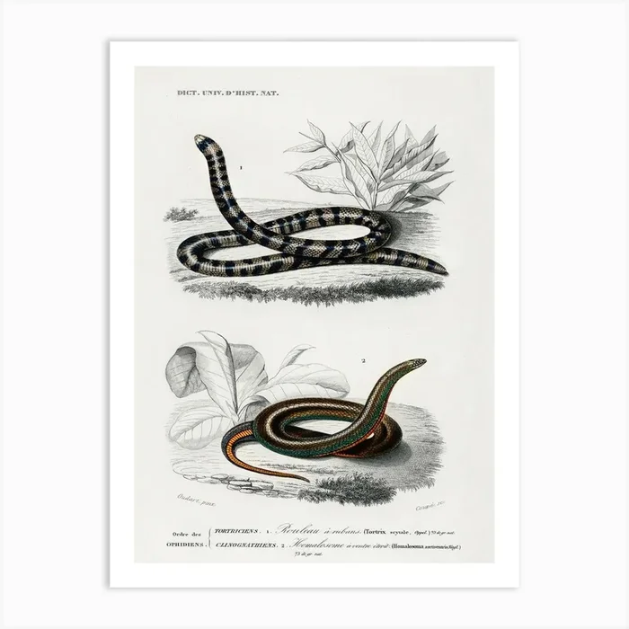 Anilius And Slug Eater, Charles Dessalines D’Orbigny Art Print by Fy! Classic Art Prints and Posters