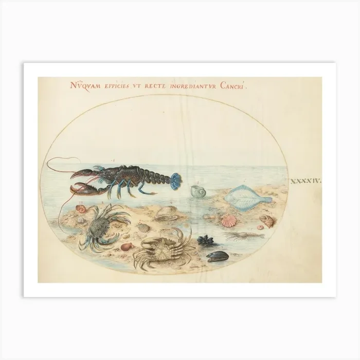 Animalia Aqvatilia Et Cochiliata, Joris Hoefnagel Art Print by Fy! Classic Art Prints and Posters