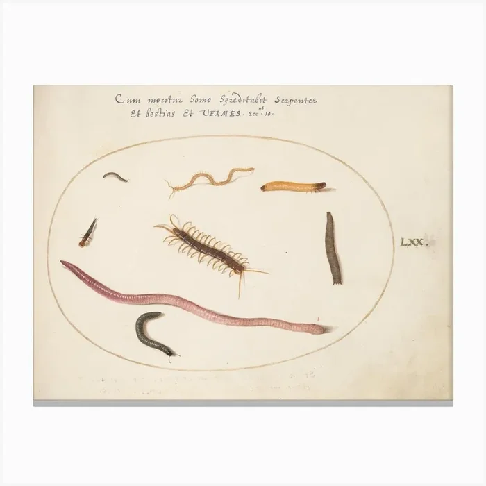 Animalia Qvadrvpedia Et Reptilia, Joris Hoefnagel (3) Canvas Print by Fy! Classic Art Prints and Posters