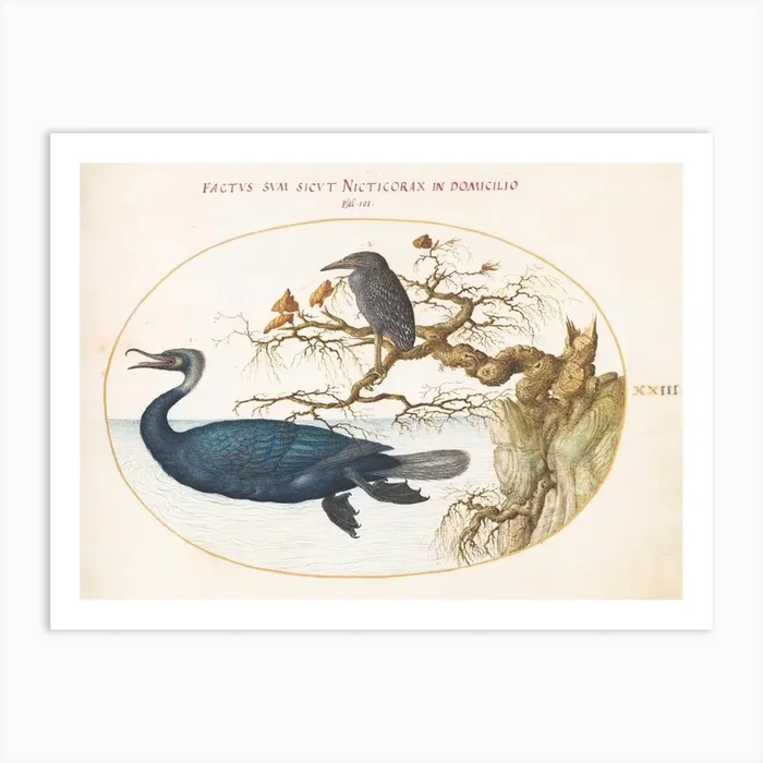 Animalia Volatilia Et Amphibia (1575 1580), Joris Hoefnagel 2 Art Print by Fy! Classic Art Prints and Posters
