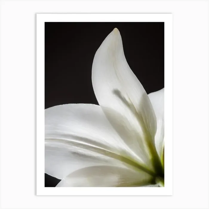 Art White Lily Flower Art Print by Artmind