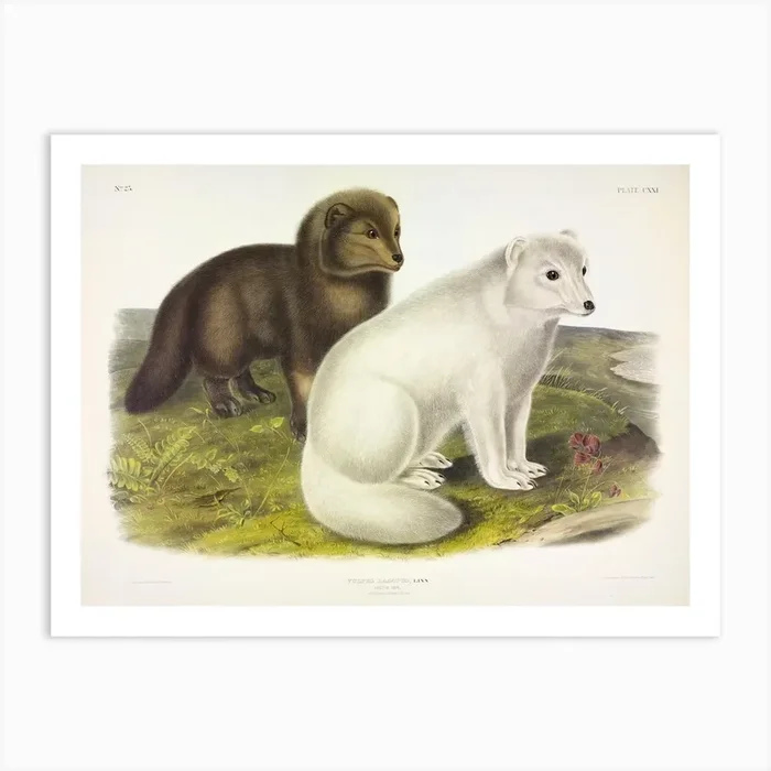 Artic Fox, John James Audubon Art Print by Fy! Classic Art Prints and Posters