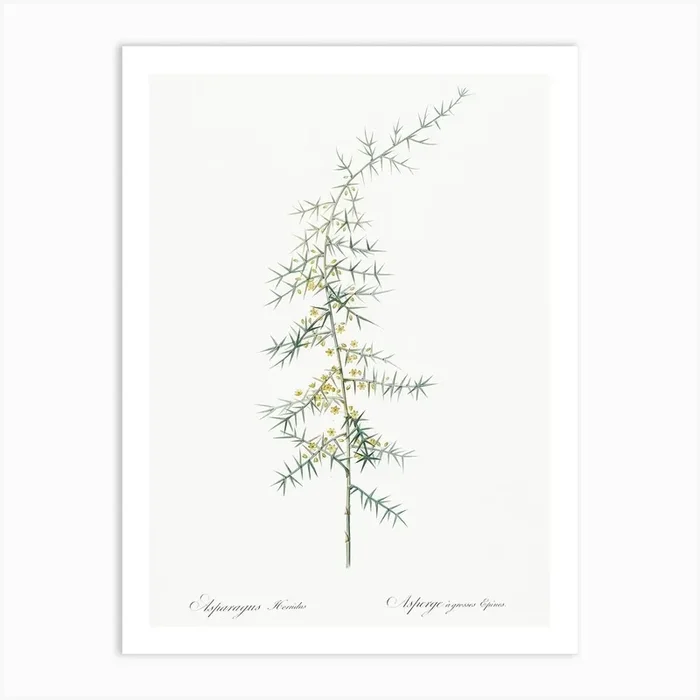 Asparagus Horridus Illustration From Les Liliacées (1805), Pierre Joseph Redoute Art Print by Fy! Classic Art Prints and Posters