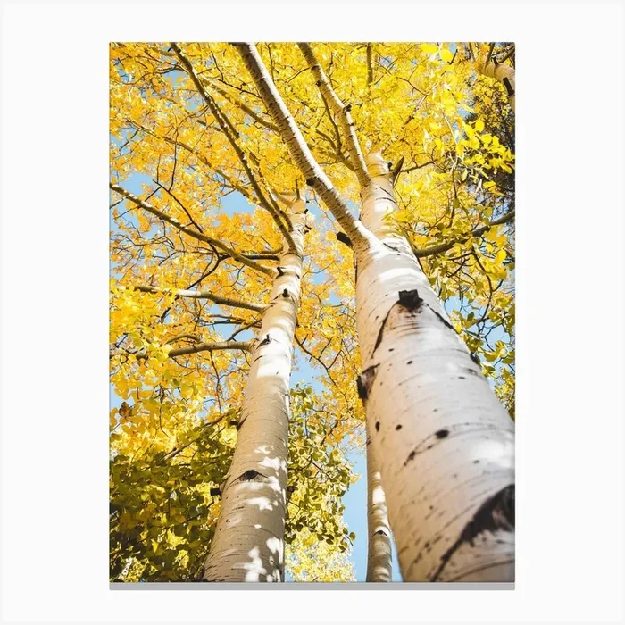 Aspen Tree Yellow Leaves Canvas Print by Erica Fuchs Photography