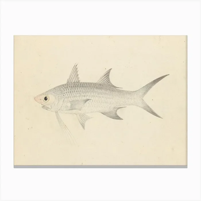 Binney Number One (A Fish), Luigi Balugan Canvas Print by Fy! Classic Art Prints and Posters