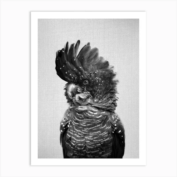 Black Cockatoo – Black & White Art Print by Gal Design