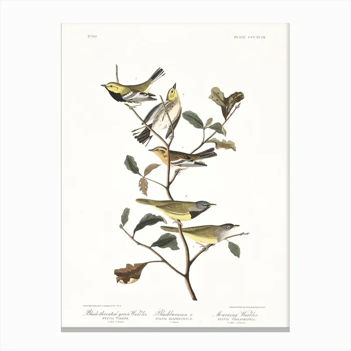 Black Throated Green Warbler Canvas Print by John James Audubon