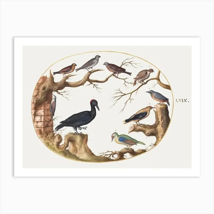 Black Woodpecker, European Green Woodpecker, Nuthatch, And Other Birds (1575–1580), Joris Hoefnagel Art Print by Fy! Classic Art Prints and Posters
