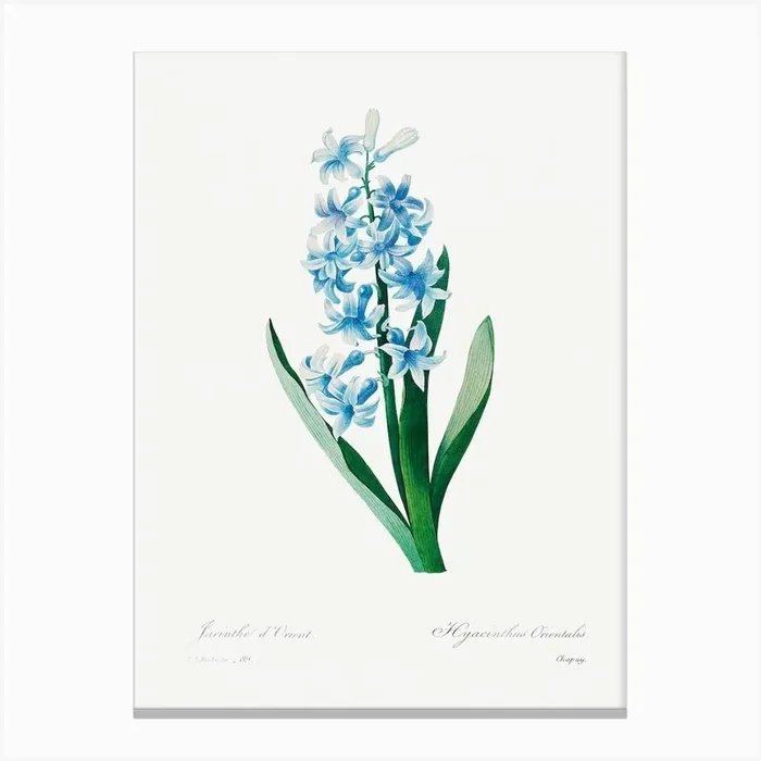 Blue Hyacinth, Pierre Joseph Redouté Canvas Print by Fy! Classic Art Prints and Posters