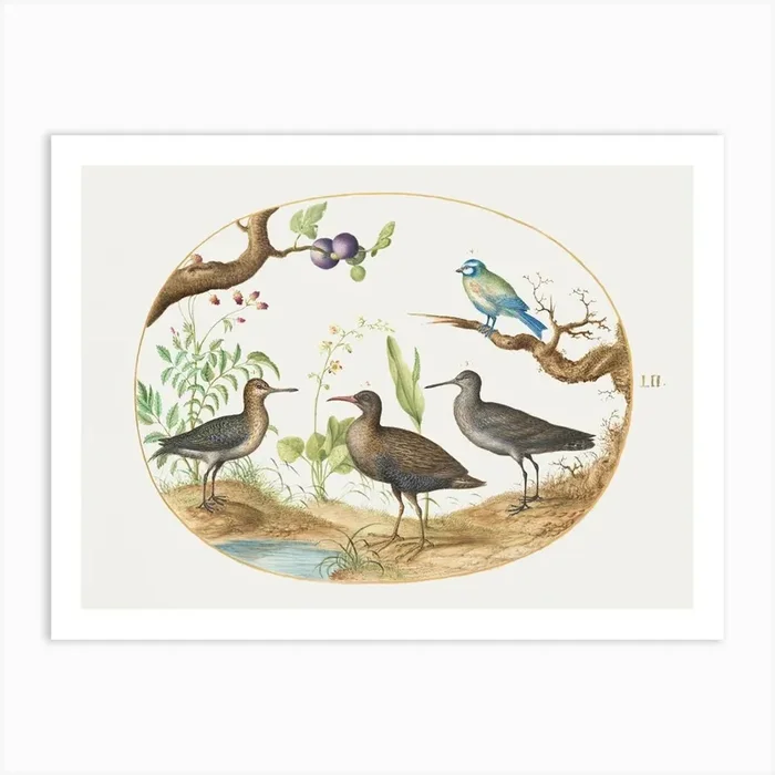 Blue Tit With Three Wading Birds And A Fig Tree (1575 1580), Joris Hoefnagel Art Print by Fy! Classic Art Prints and Posters