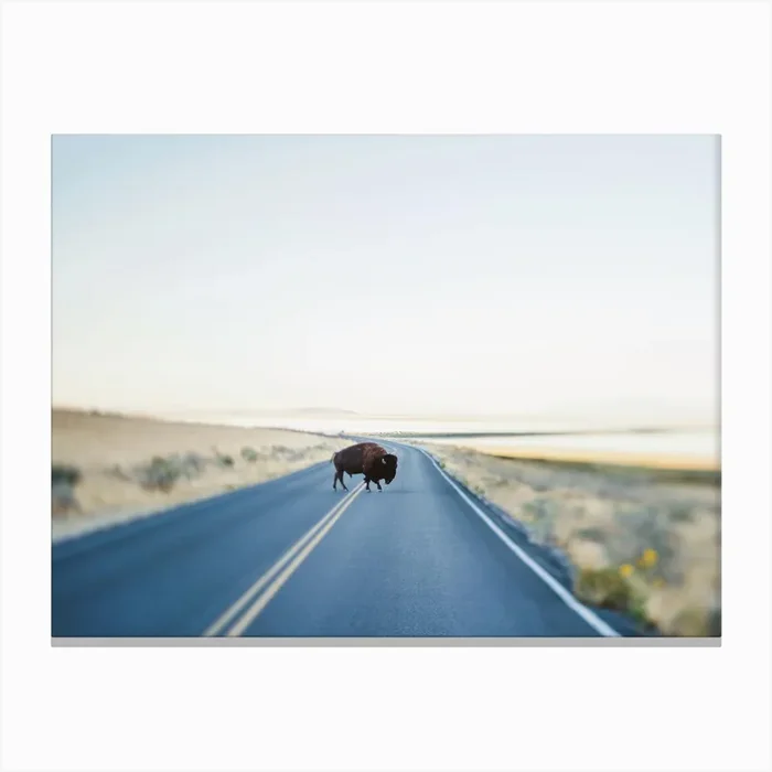 Buffalo Crossing Canvas Print by Chelsea Victoria Photography