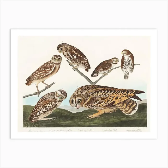 Burrowing Owl, Birds Of America, John James Audubon Art Print by Fy! Classic Art Prints and Posters