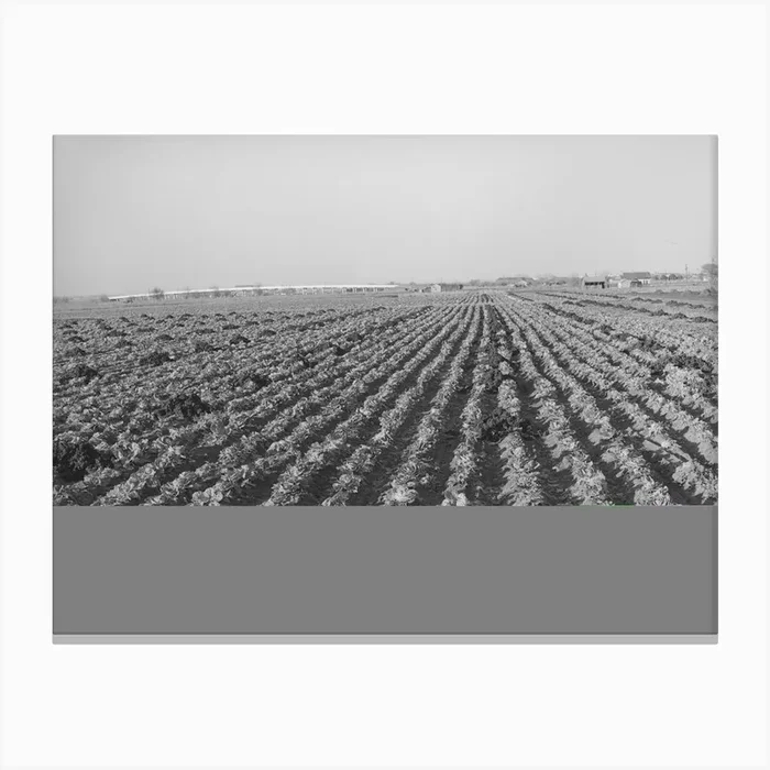 Cabbage Field In The Winter,Bexar County, Texas By Russell Lee Canvas Print by Fy! Classic Art Prints and Posters