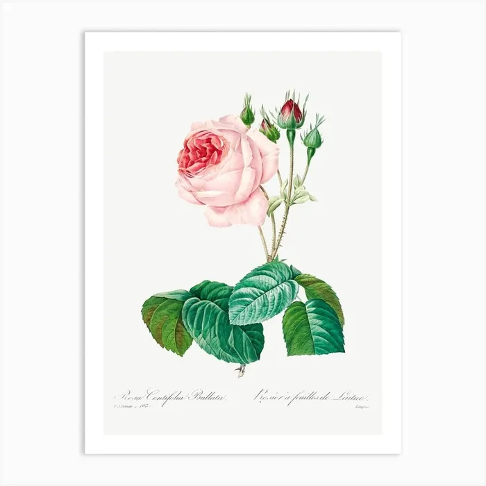 Cabbage Rose, Pierre Joseph Redoute 2 Art Print by Fy! Classic Art Prints and Posters