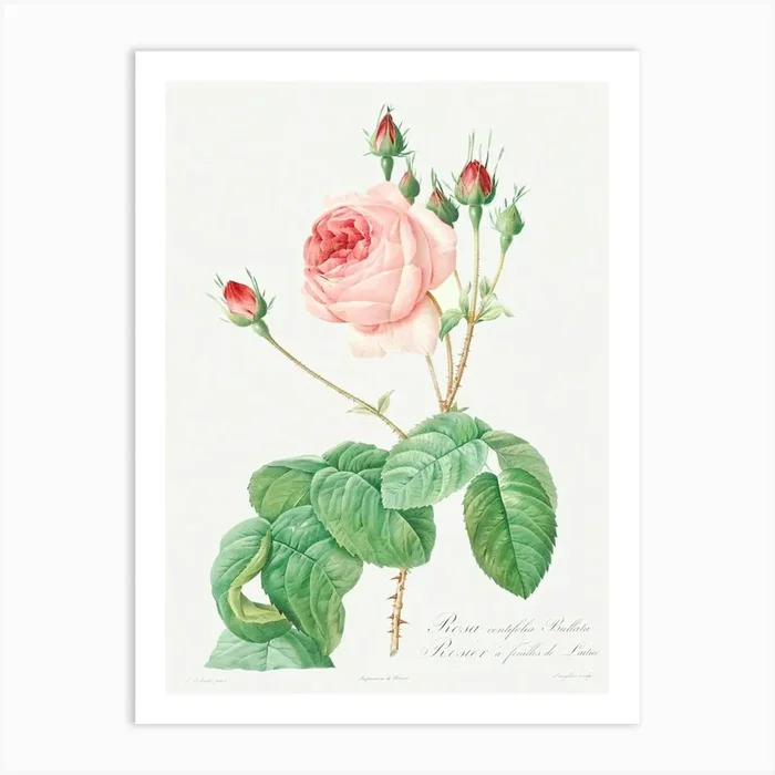 Cabbage Rose, Pierre Joseph Redoute (3) Art Print by Fy! Classic Art Prints and Posters
