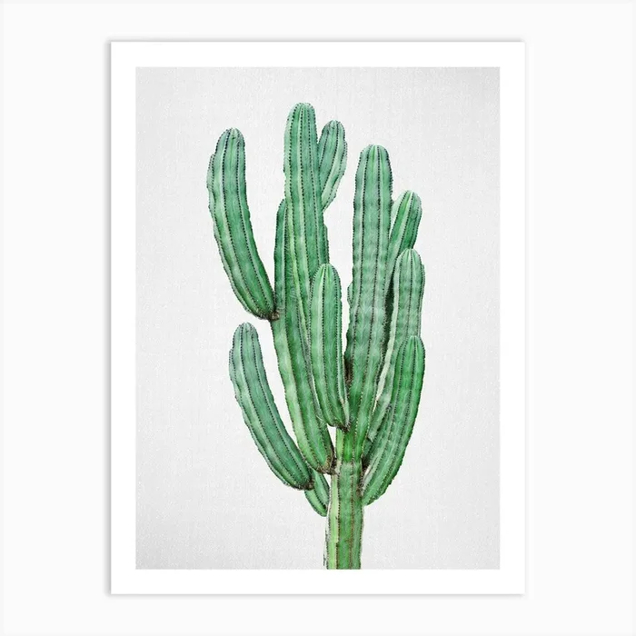 Cactus 3 Art Print by Gal Design