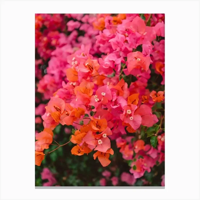 California Blooms Xii Canvas Print by Bethany Young