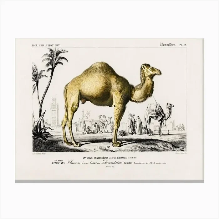 Camel (Camelus), Charles Dessalines D’Orbigny Canvas Print by Fy! Classic Art Prints and Posters