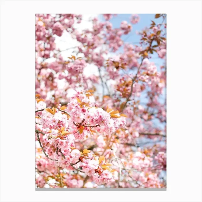 Cherry Flowers Canvas Print by Victoria’s Stories