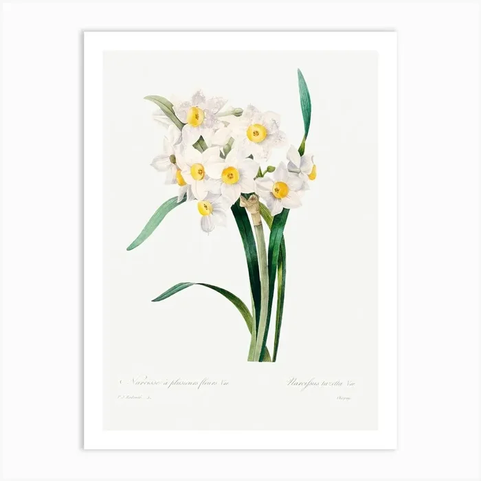 Chinese Sacred Lily, Pierre Joseph Redoute Art Print by Fy! Classic Art Prints and Posters