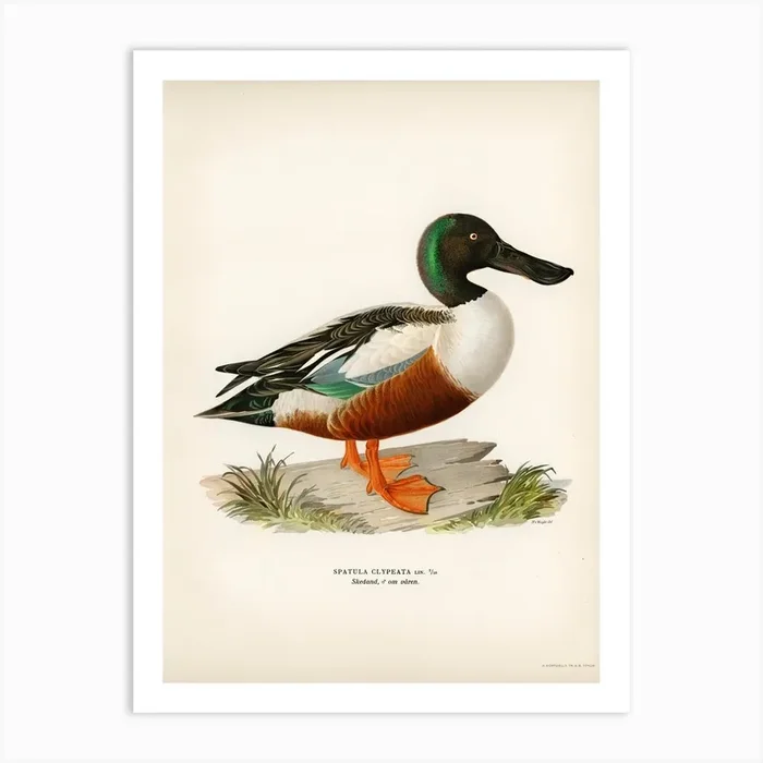 Cinnamon Teal (Spatula Cyanoptera), The Von Wright Brothers Art Print by Fy! Classic Art Prints and Posters