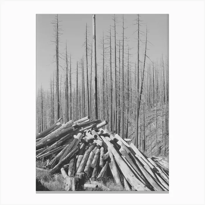 Clearing The Tillamook Burn Area Of Tillamook County, Oregon, See Caption For 70681 D By Russell Lee Canvas Print by Fy! Classic Art Prints and Posters