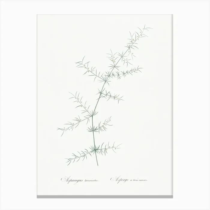 Climbing Asparagus Illustration From Les Liliacées (1805), Pierre Joseph Redoute Canvas Print by Fy! Classic Art Prints and Posters