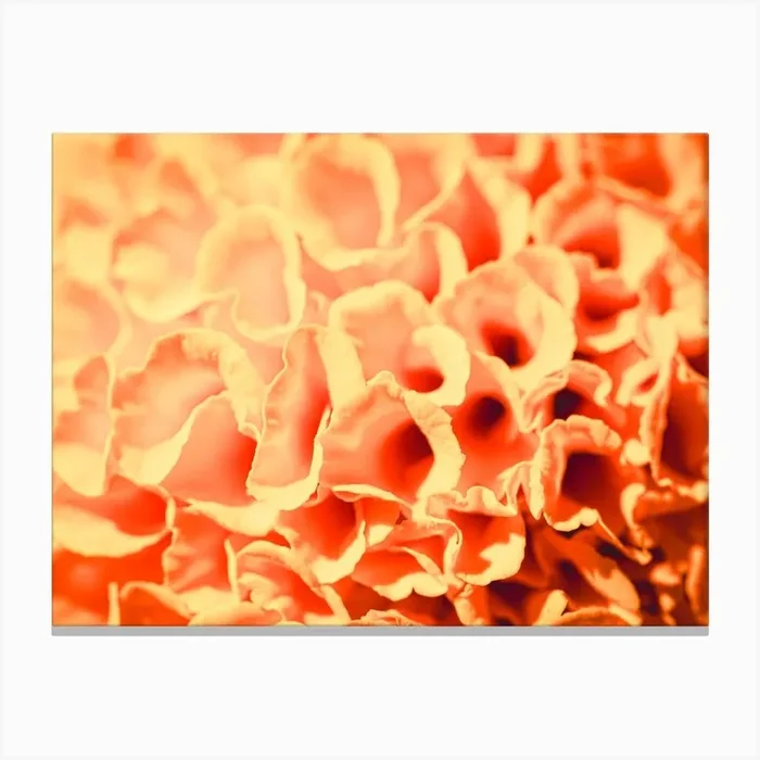 Close Up Of Orange Flowers Canvas Print by Florian Schleinig