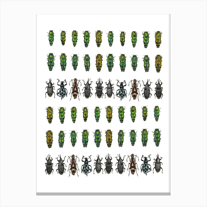 Collections Small Insects Canvas Print by Mariëlle Leenders