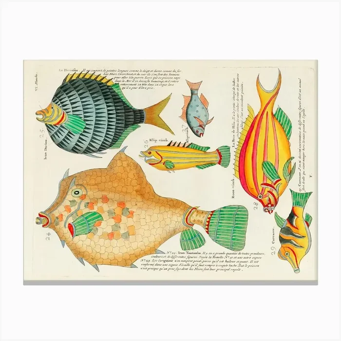 Colourful And Surreal Illustrations Of Fishes Found In Moluccas (Indonesia) And The East Indies By Louis Renard(92) Canvas Print by Fy! Classic Art Prints and Posters