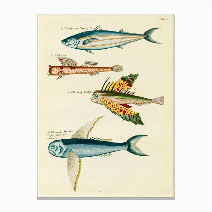 Colourful And Surreal Illustrations Of Fishes Found In Moluccas (Indonesia) And The East Indies, Louis Renard(44) Canvas Print by Fy! Classic Art Prints and Posters