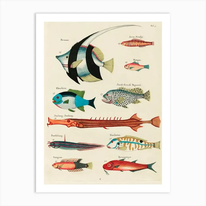 Colourful And Surreal Illustrations Of Fishes Found In Moluccas (Indonesia) And The East Indies, Louis Renard(4) Art Print by Fy! Classic Art Prints and Posters