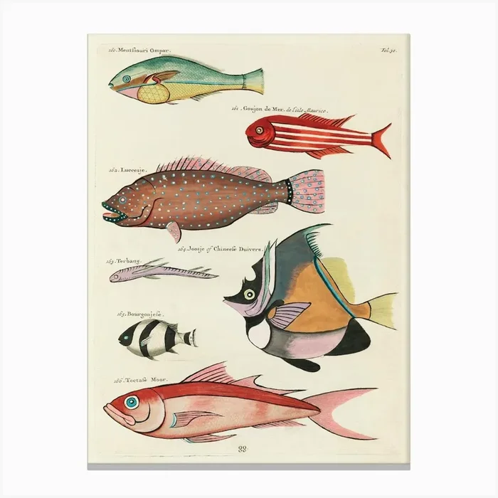 Colourful And Surreal Illustrations Of Fishes Found In Moluccas (Indonesia) And The East Indies, Louis Renard(49) Canvas Print by Fy! Classic Art Prints and Posters