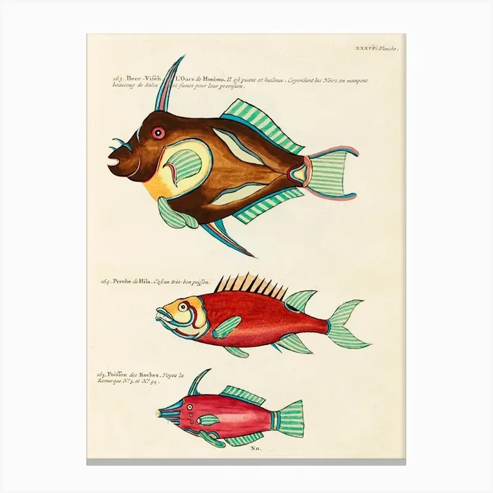 Colourful And Surreal Illustrations Of Fishes Found In Moluccas (Indonesia) And The East Indies, Louis Renard(57) Canvas Print by Fy! Classic Art Prints and Posters