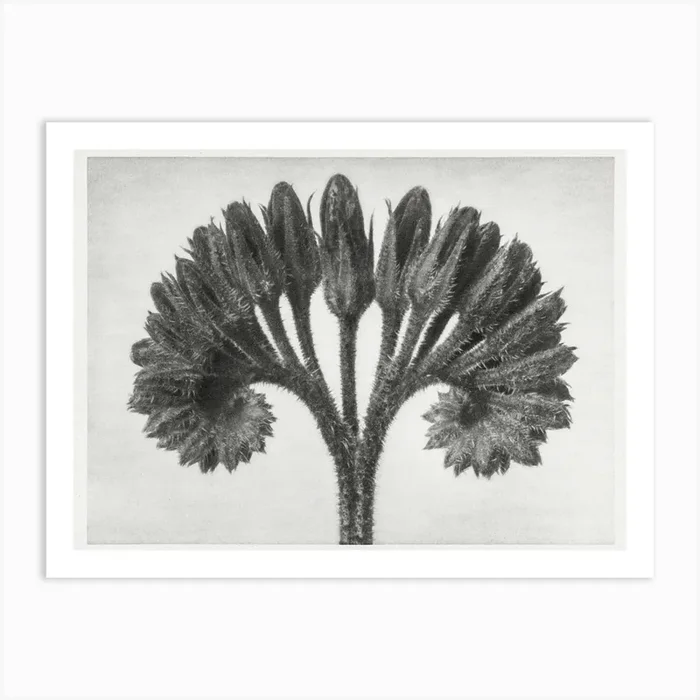 Common Comfrey (1929), Karl Blossfeldt Art Print by Fy! Classic Art Prints and Posters