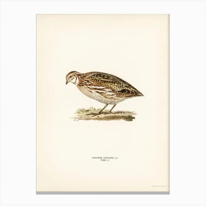 Common Quail, The Von Wright Brothers Canvas Print by Fy! Classic Art Prints and Posters