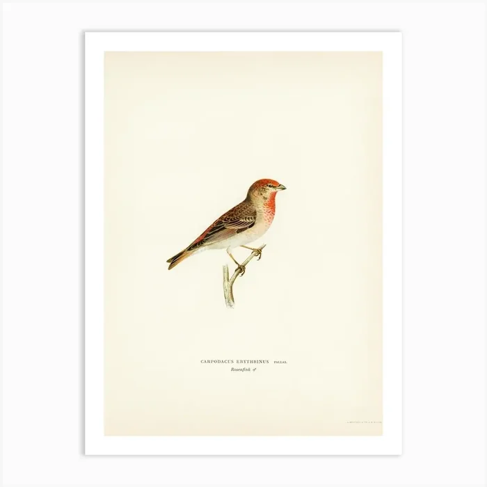 Common Rosefinch Male (Carpodacus Erythrinus), The Von Wright Brothers Art Print by Fy! Classic Art Prints and Posters
