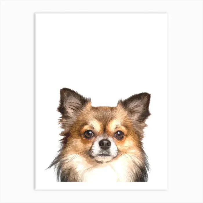 Cute Chihuahua Art PrintA by Alemi
