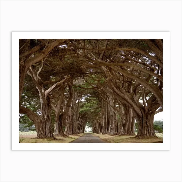 Cypress Tree Tunnel Art Print by Crystal Lynn Collins