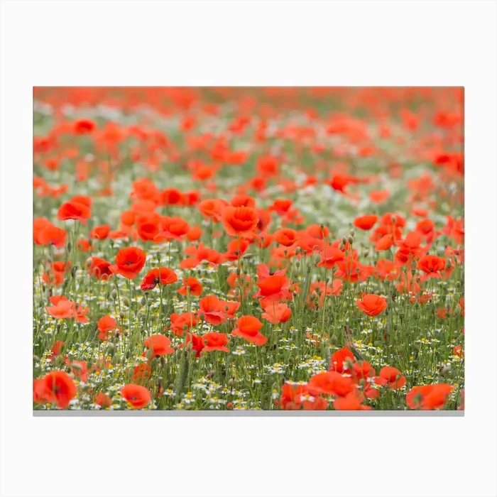 Field of Poppies 2 Canvas Print by Mariëlle Leenders