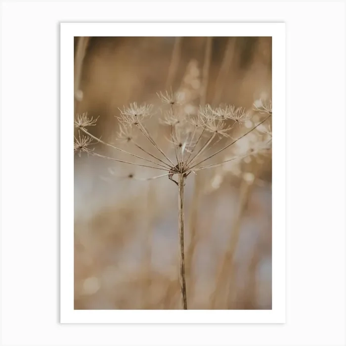 Flower in the Winter Art Print by Amber den Oudsten